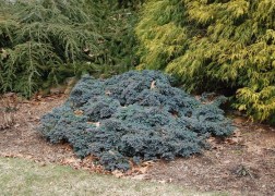 Juniperus squamata Blue Star / Kék törpe boróka